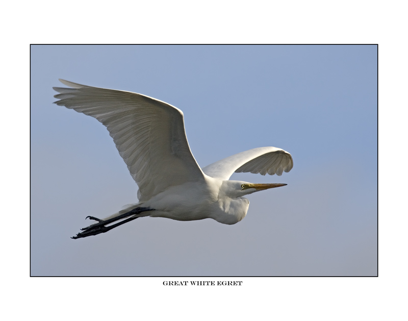 http://birdsbybaranoff.com/images/06sb3119-great-white-egret-.jpg