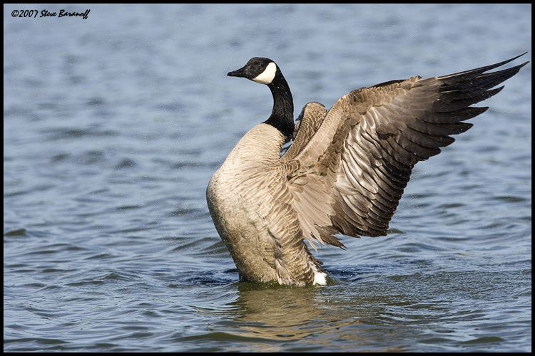 Pictures Of Canada Goose - Free Canada Goose pictures 