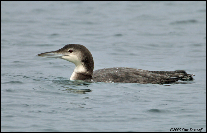 common loon drawing. hot Northern or common loon.