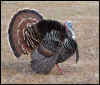_4SB3417 wild turkey.jpg (567028 bytes)