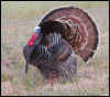 _4SB3433 wild turkey.jpg (494199 bytes)