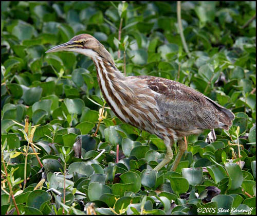 Bittern